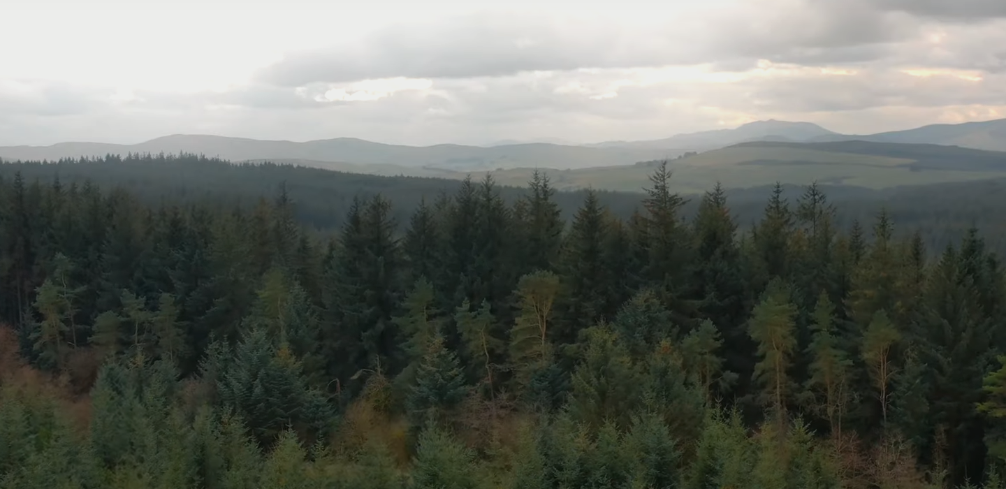 Forest background